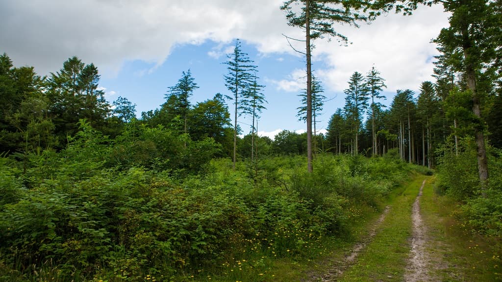 Dronninglund Storskov og Sømosen