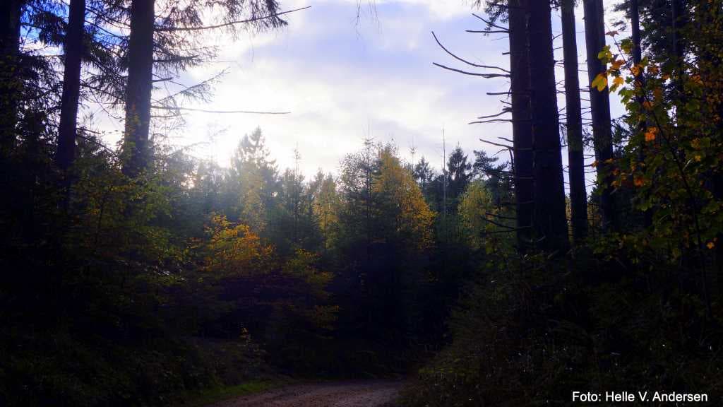 Bjergeskoven