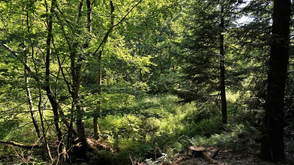 Fredet område: Grevsmosen, Slettingen, Fejborg Bakke og Bollebakken