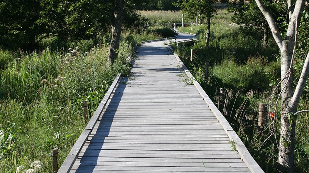 Handicapvenlig fiskeplads Kongeåen