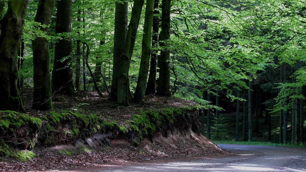 Sti i Dronninglund Storskov