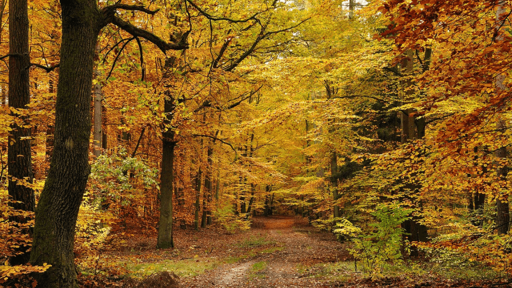 Billede af bøgeskov om efteråret